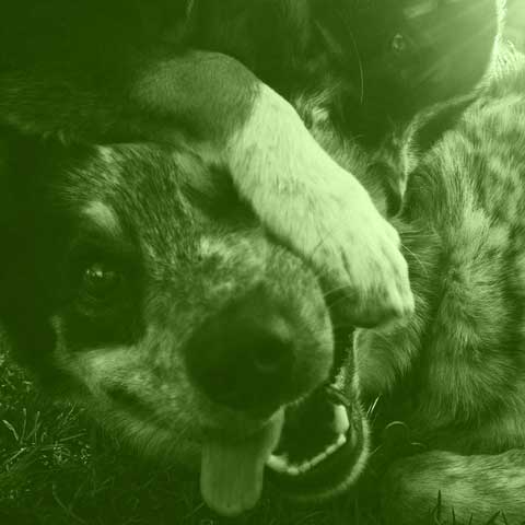 animales